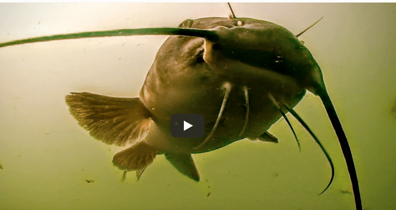 Spring Catfish Spinner Rigging In High Water