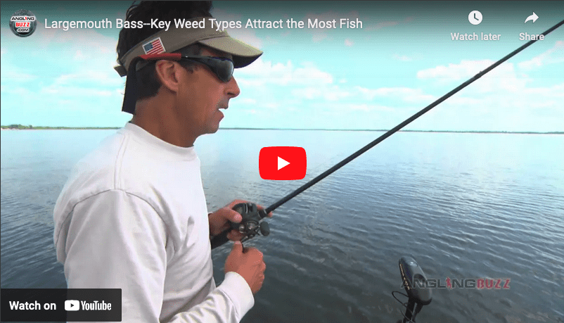 The Best Weeds for Largemouth Bass