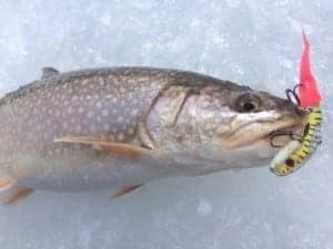 Trout with Lure