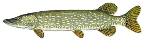 northernpike1