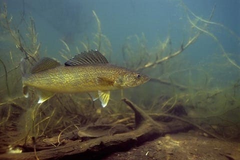 River Walleyes In High-Water Conditions AnglingBuzz