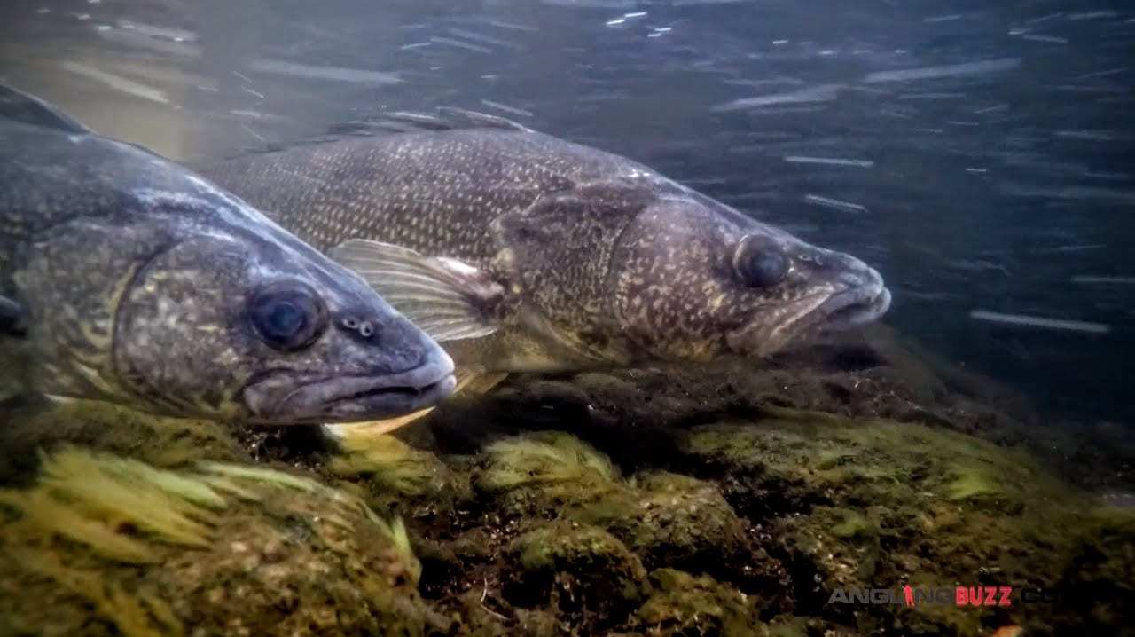 Spawning Walleyes--Up Close and Personal