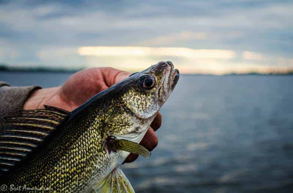 Proper jigs: How to catch walleyes during the Minnesota opener