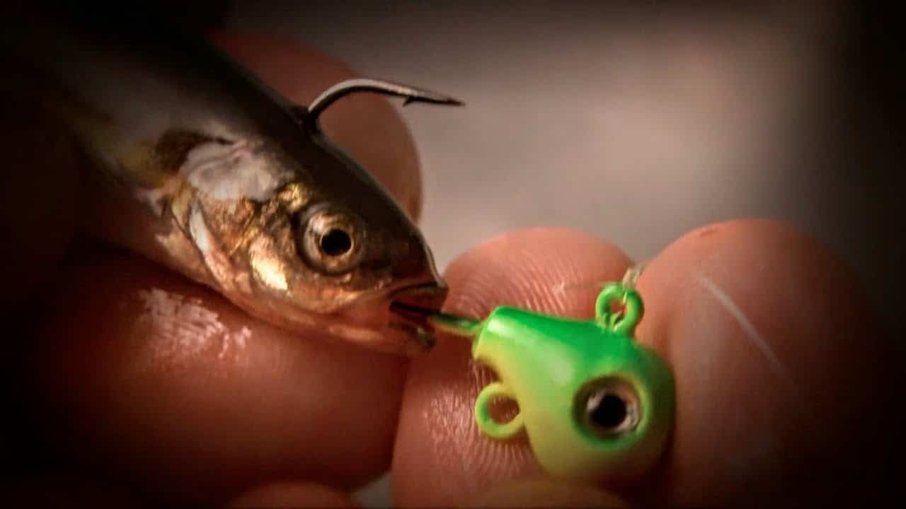 Jig and Minnow Spring Walleyes