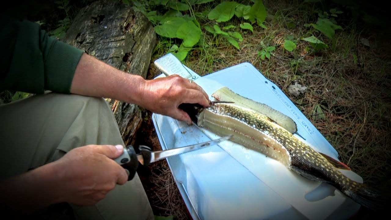 Northern Pike "Y" Bone Removal -- Made Easy!