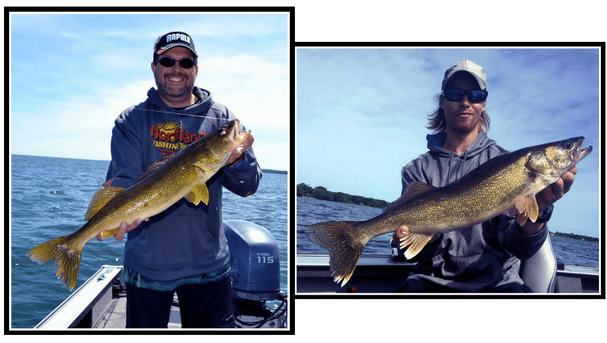 Mille Lacs Walleyes