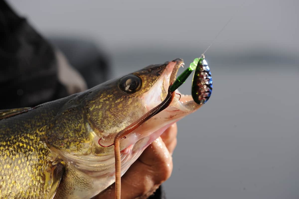 3 Best Fishing Lures to Catch Walleye, Bass, and Pike