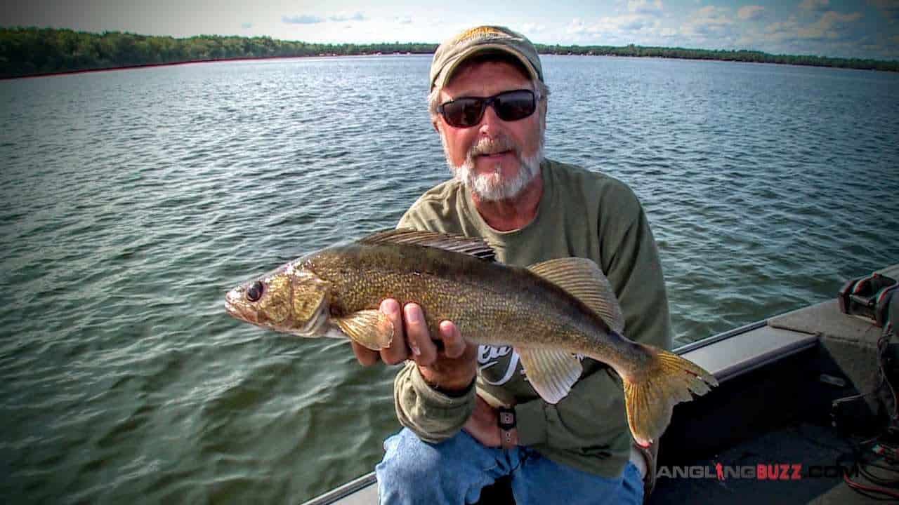 Reaction Baits for Walleyes