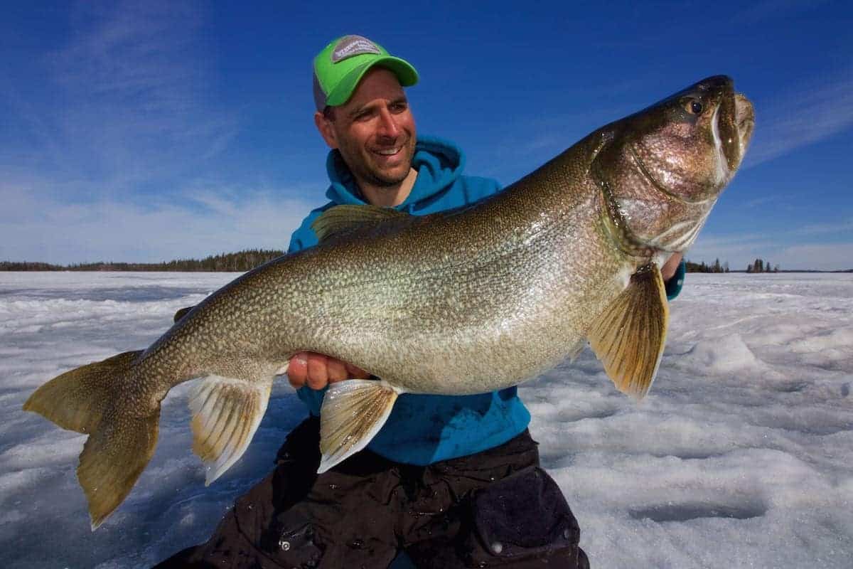 Manitoba Lake Trout
