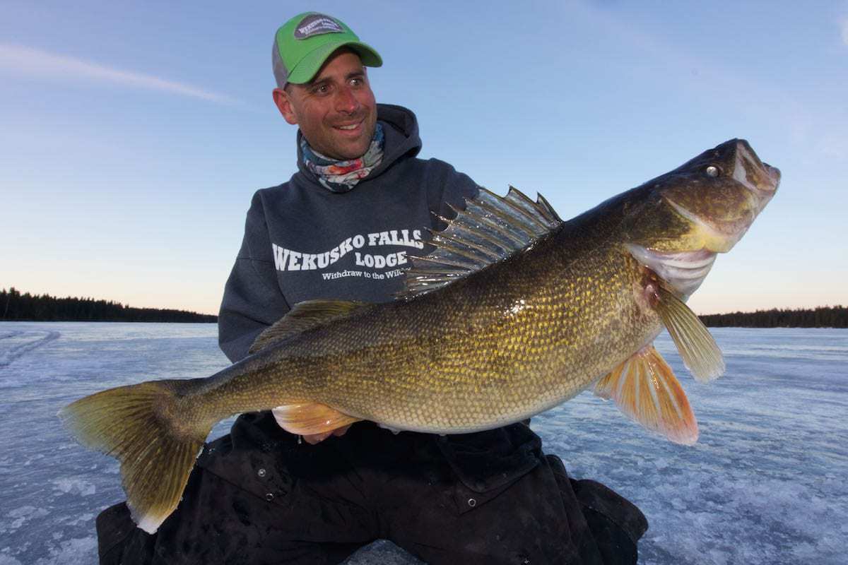 Big Walleye from Manitoba