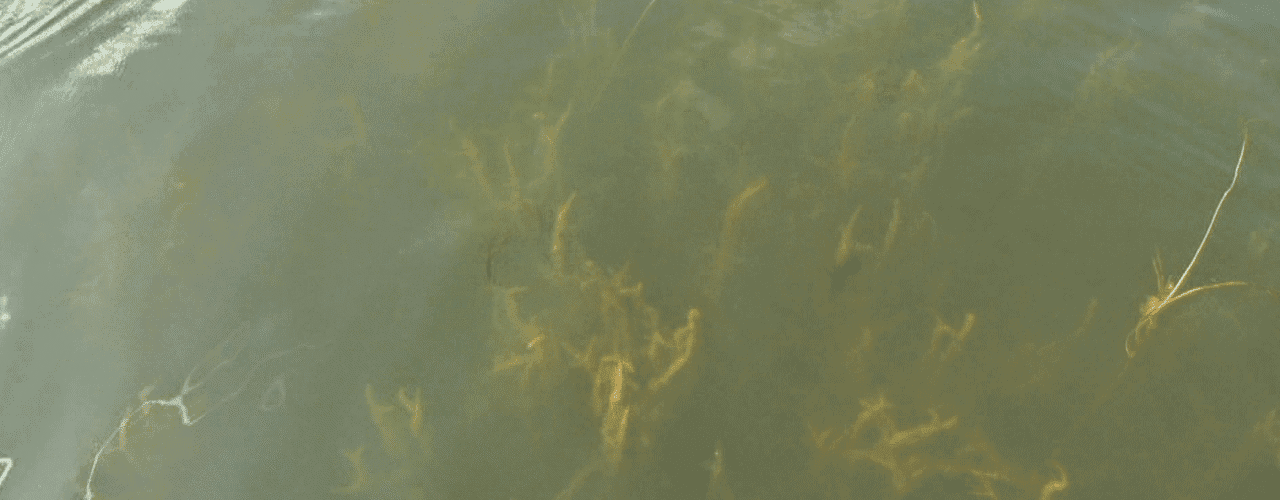 AQUATIC INVASIVE SPECIES