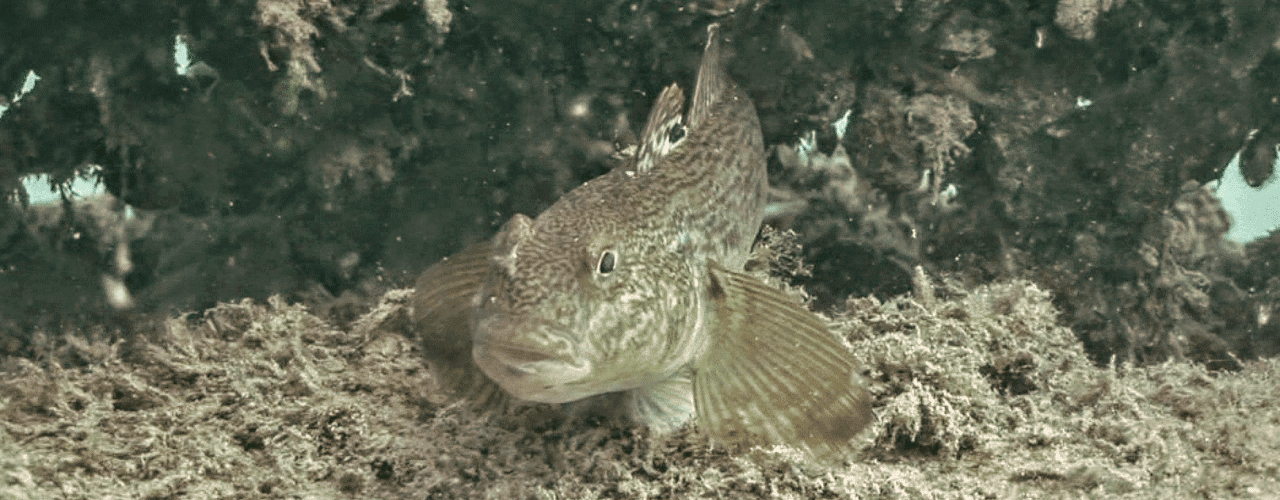 Round Gobies