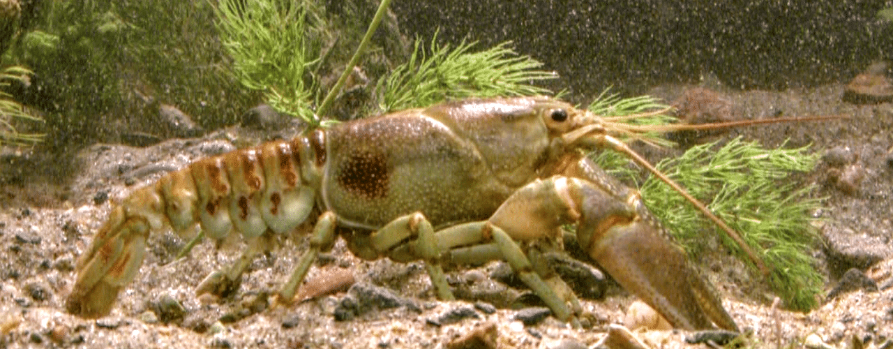 AQUATIC INVASIVE SPECIES