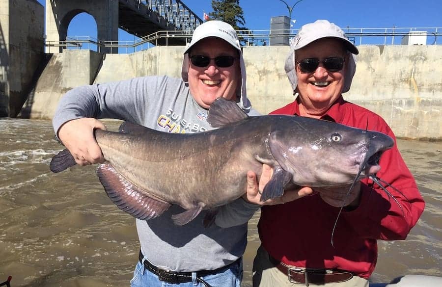 Huge Red River Catfish