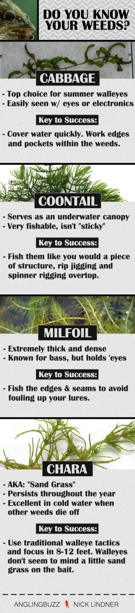 Weed Walleyes: Everything You Wanted To Know