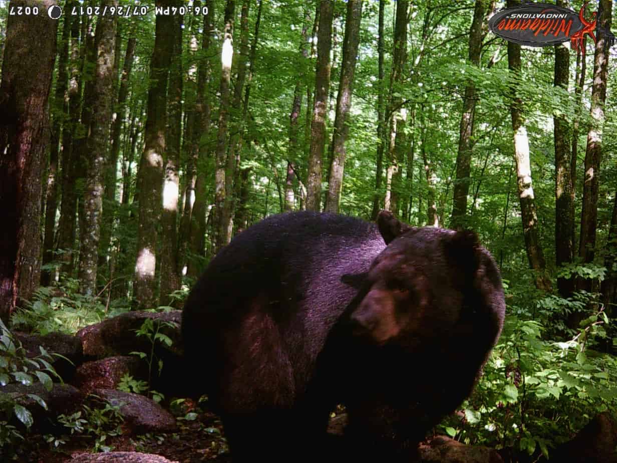 Wisconsin Black Bear
