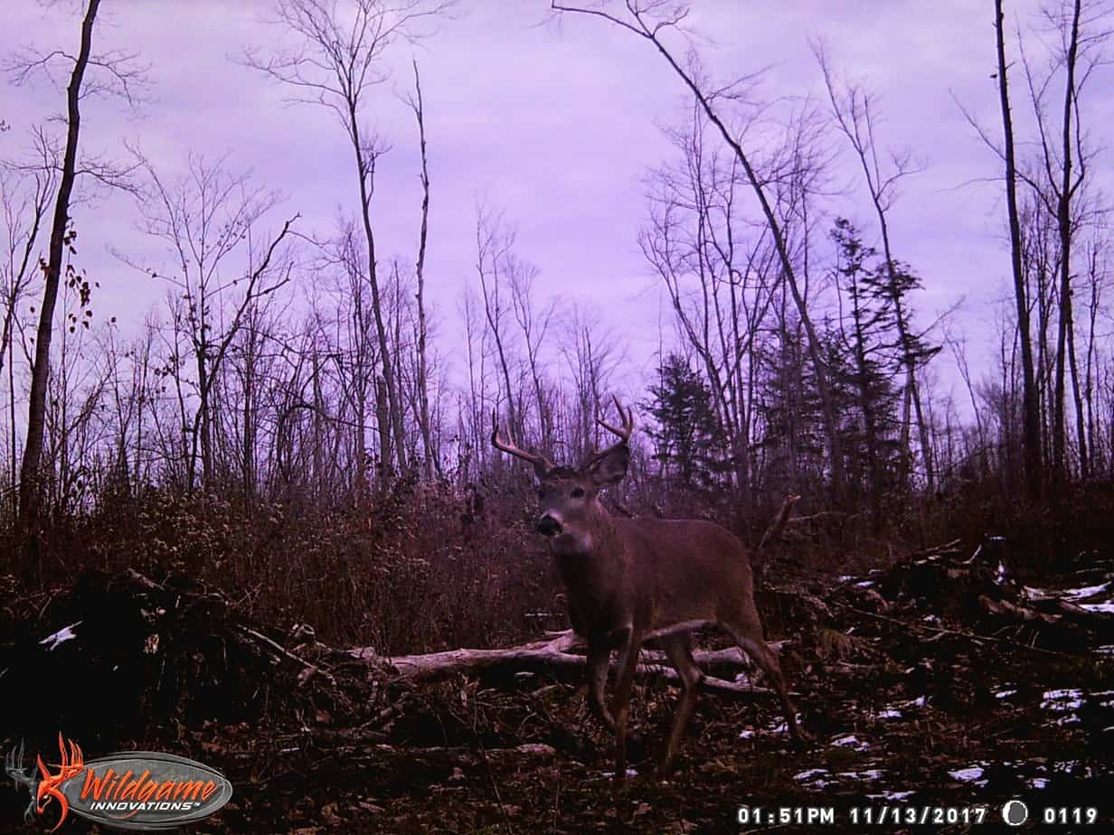 Wisconsin Deer Hunting