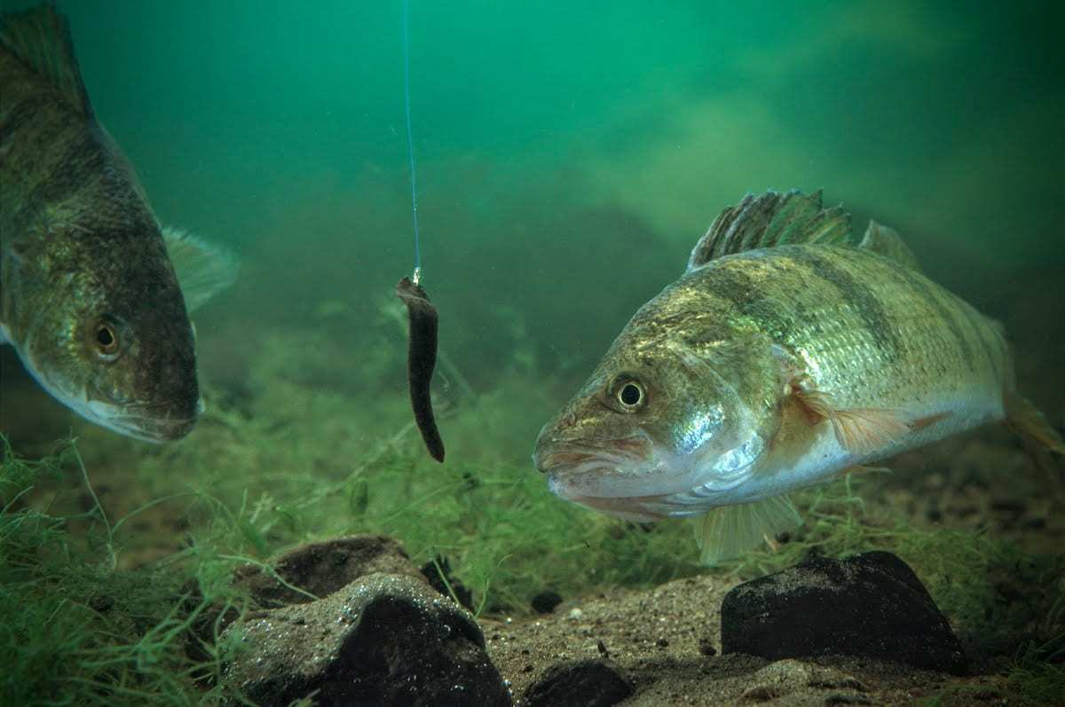Targeting Freshwater Perch - The Fishing Website