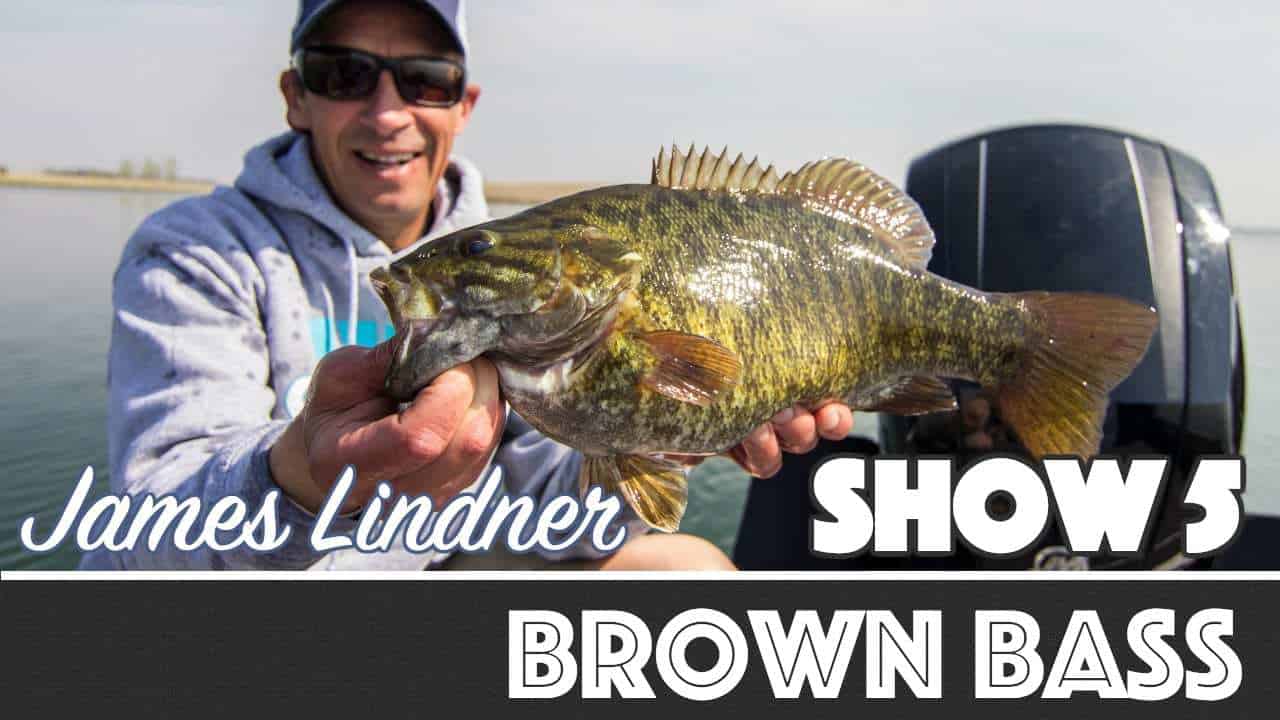Brown Bass — AnglingBuzz TV
