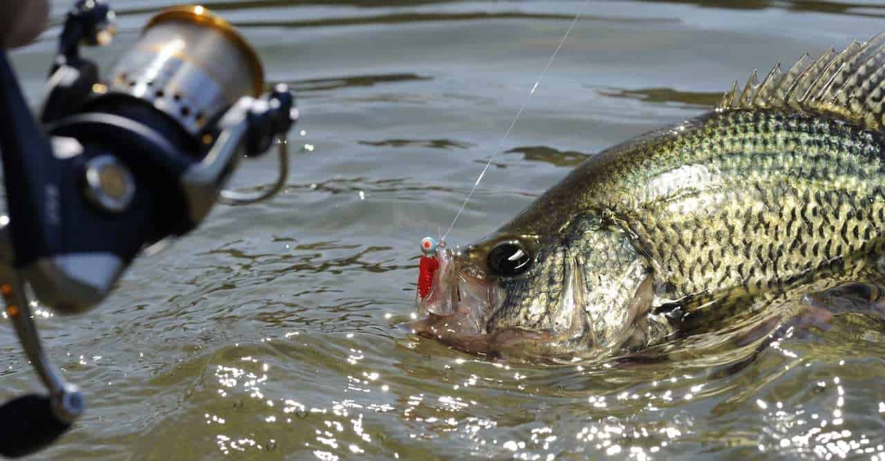 Spring Crappies: Key Locations & Strategies AnglingBuzz