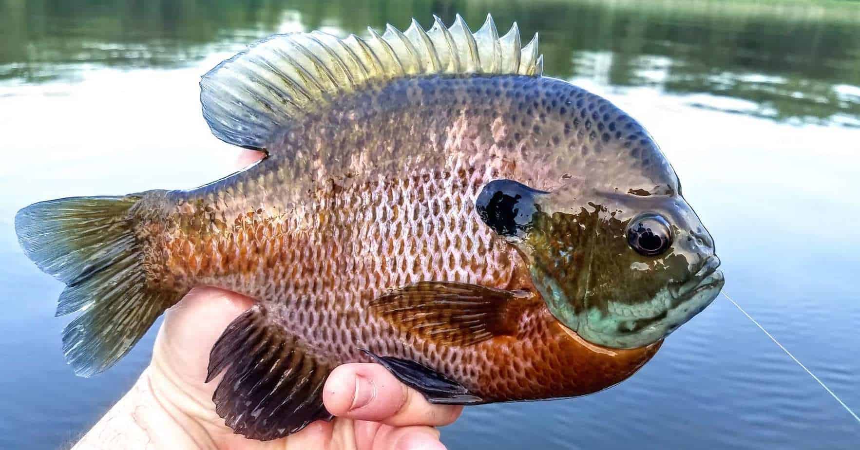 Outdoors  Anglers set to turn attention to bluegill