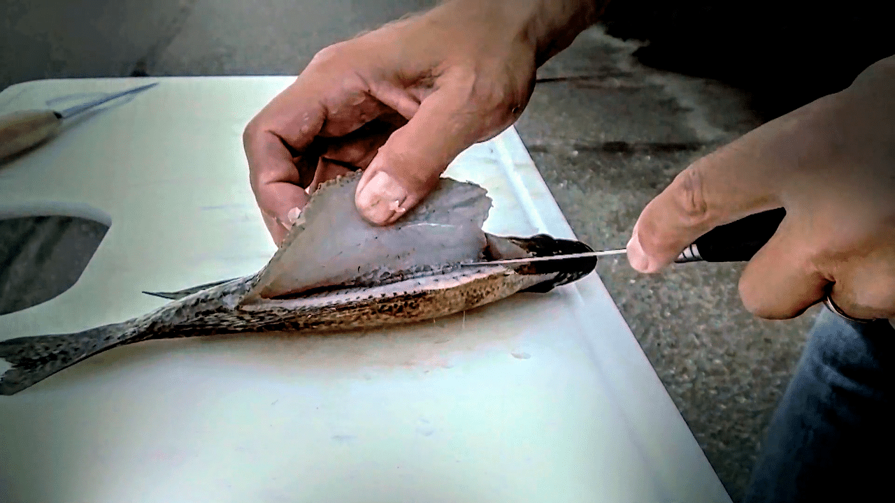 Crappie Filleting Tip (Step-by-Step)