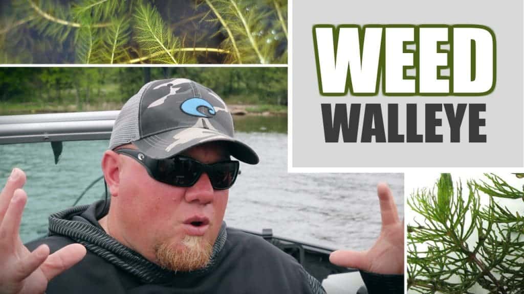 Weed Walleye Fishing (Tips & Tactics) AnglingBuzz