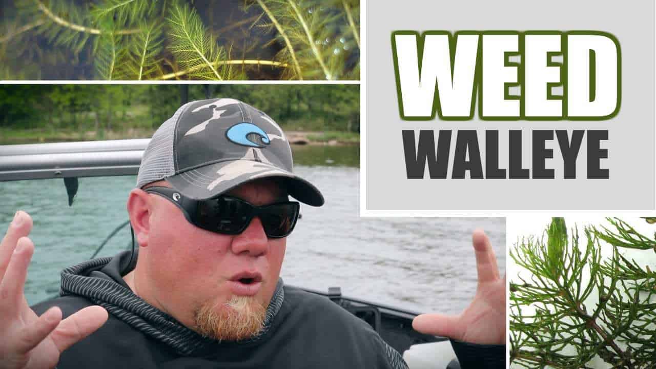 Weed Walleye Fishing 3
