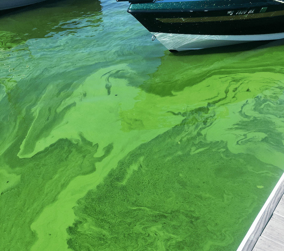 Lake Winnebago Algae