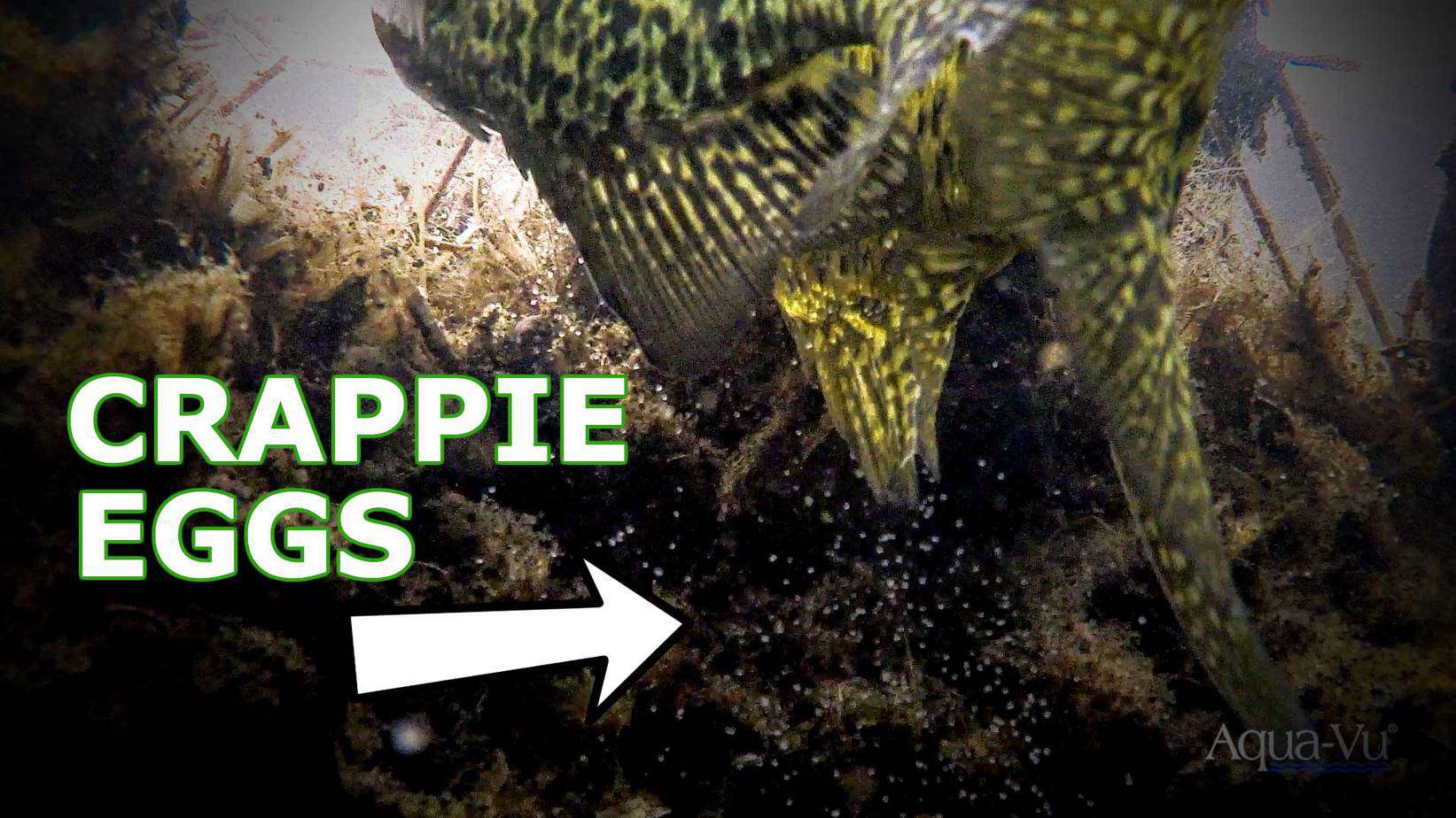 Crappie Spawning – Underwater Footage