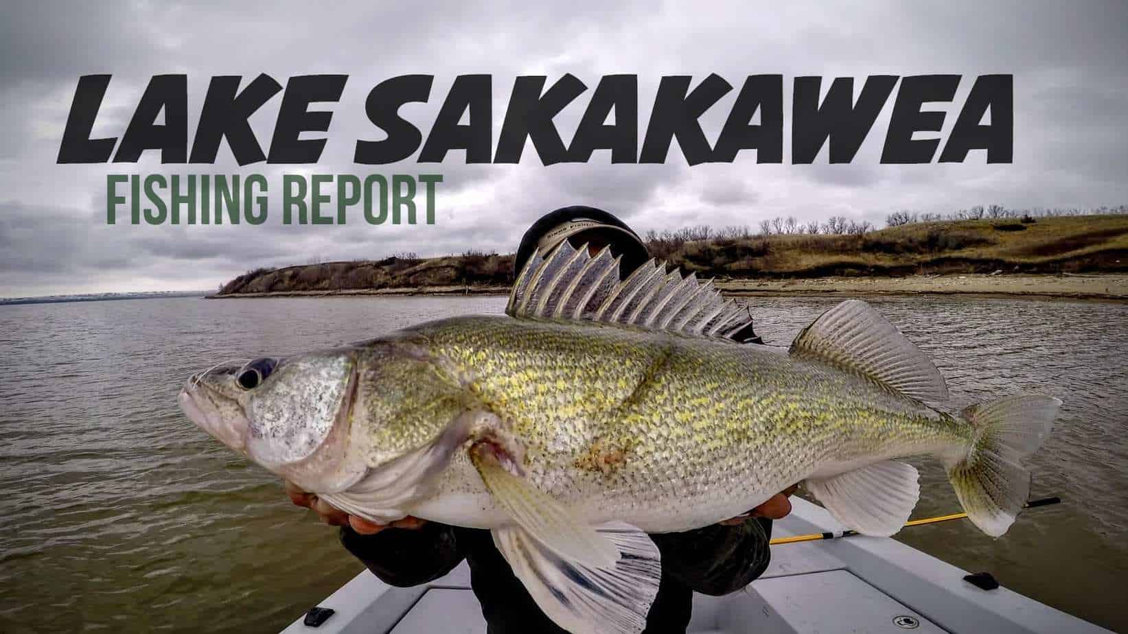 Lake Sakakawea Walleye