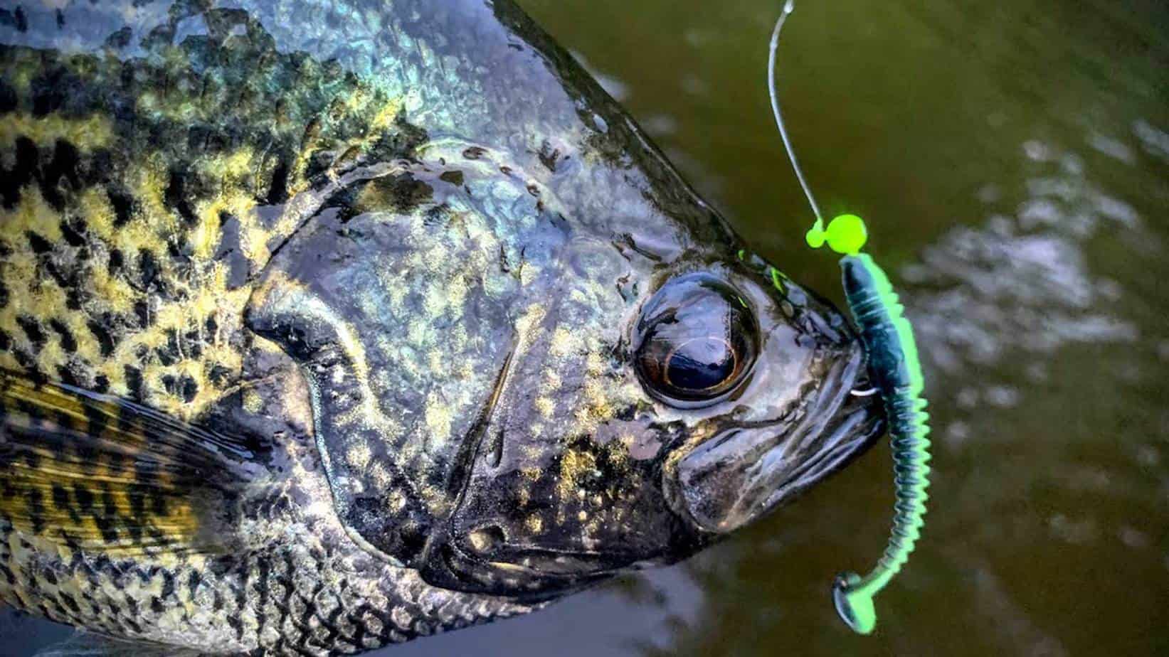 Summertime Crappies Tips, Panfish During Summer