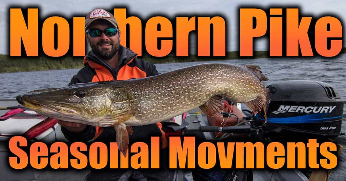 Northern Pike Seasonal Movements Summer, Fall And Winter