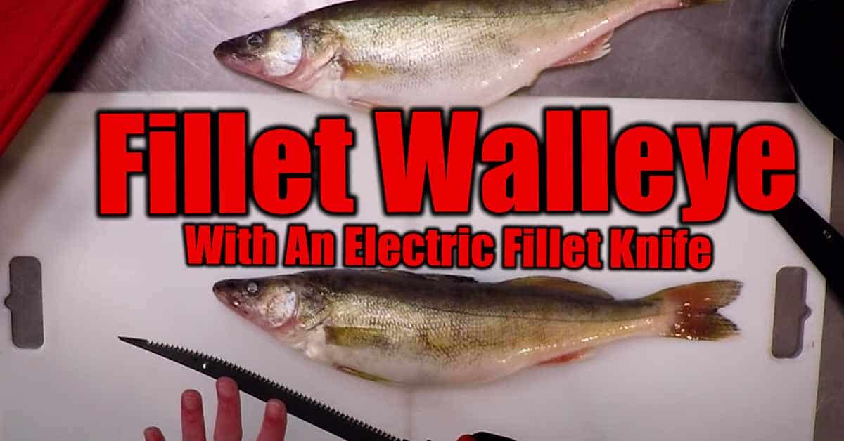 How To Fillet Walleye WITH Electric Fillet Knifes AnglingBuzz