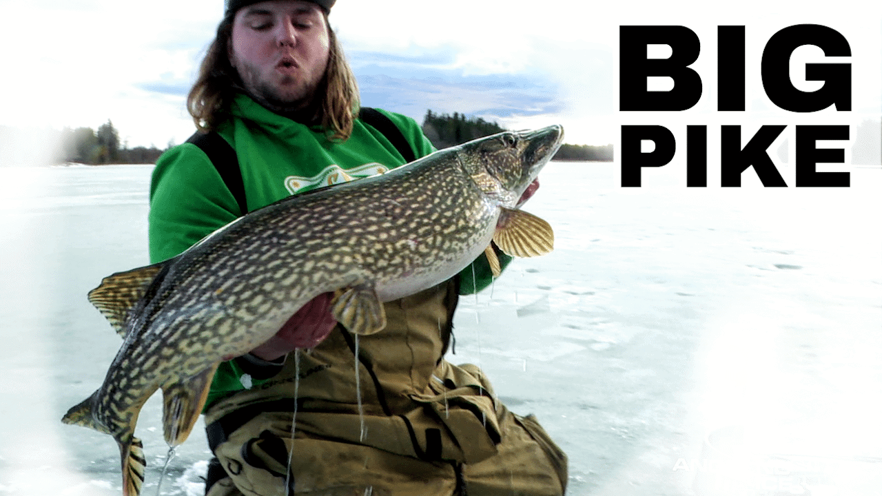Northern Pike  Hunt Fish Manitoba