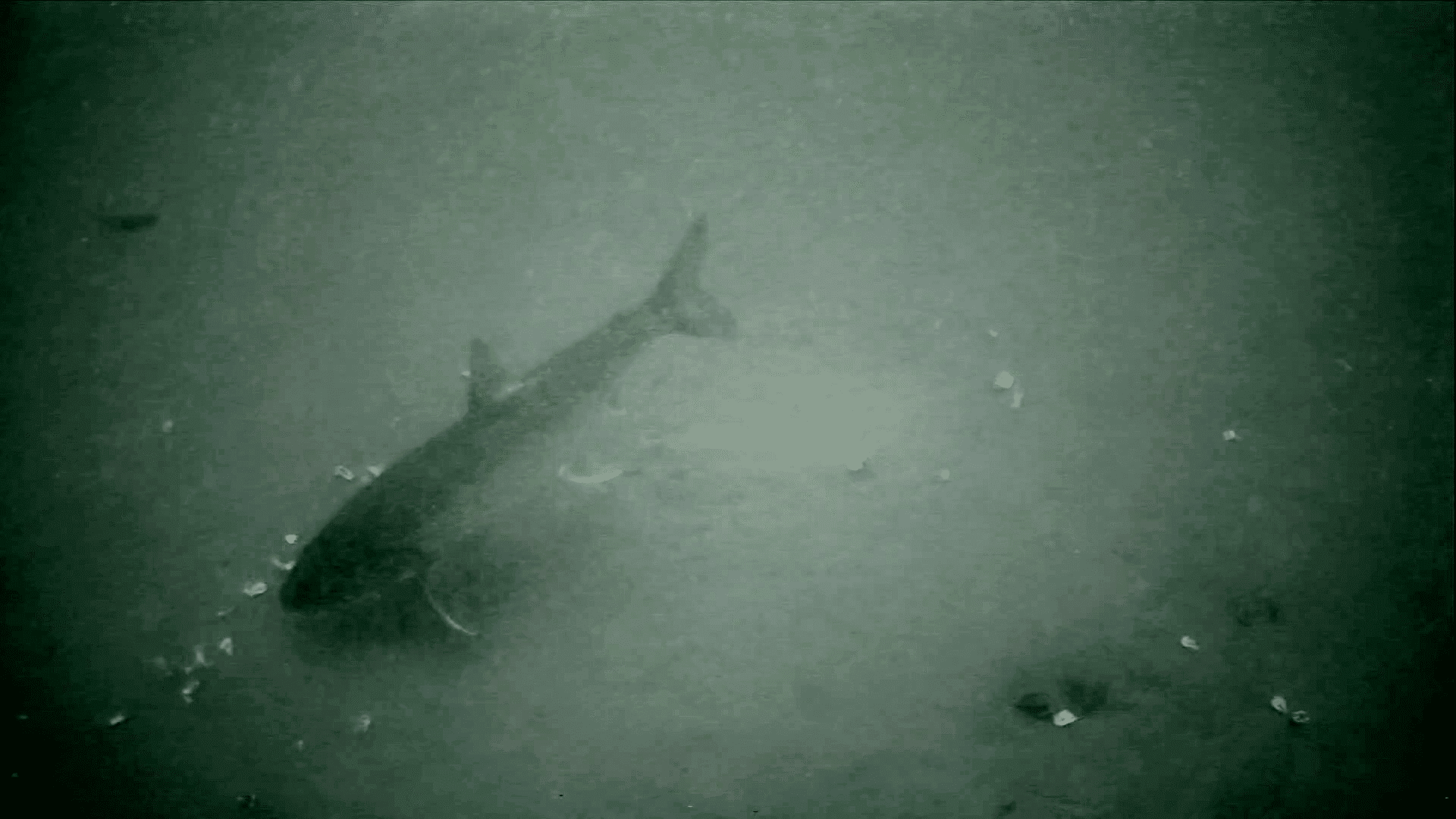 Ice Fishing With An Underwater Camera AnglingBuzz