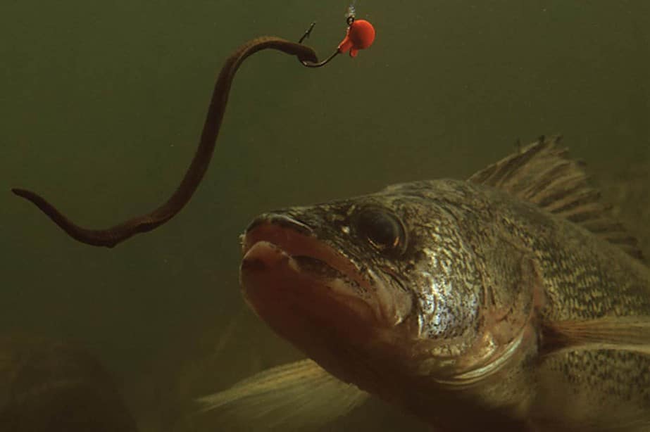 For a Tough Spring Walleye Bite, Try This Simple, Deadly Bobber