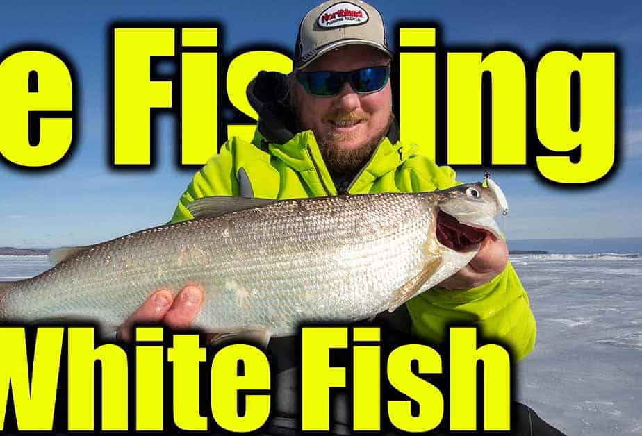 ice fishing whitefish