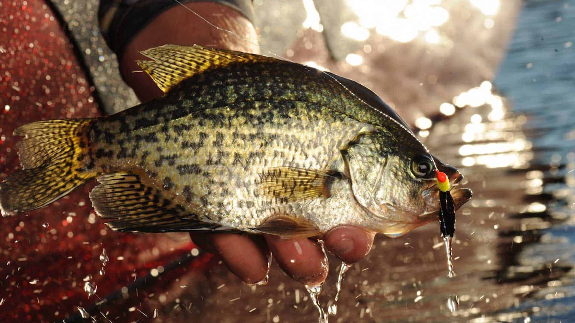 Early Spring Crappie Fishing Tactics - In-Fisherman