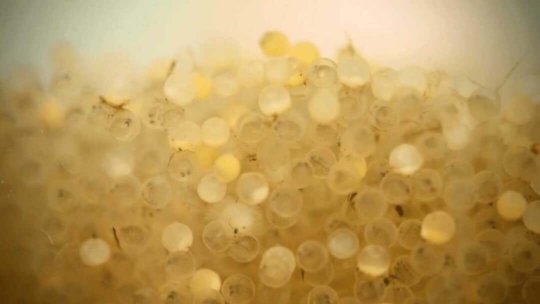 Walleye Rearing Walleye Reproduction — From Egg To Adult Angling Edge Buzz