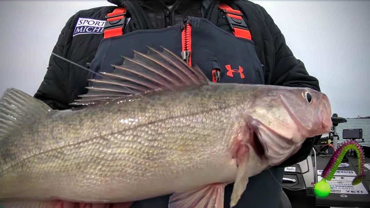 2020 Lake Erie Walleye will provide fabulous fishing