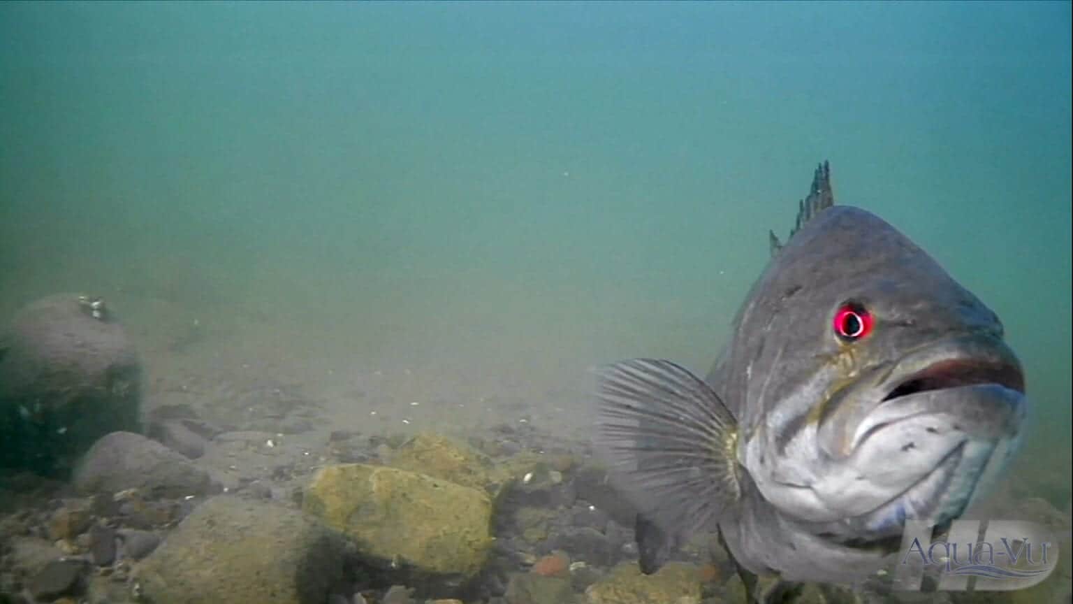 Walleye Reproduction — From Egg To Adult Angling Edge Buzz