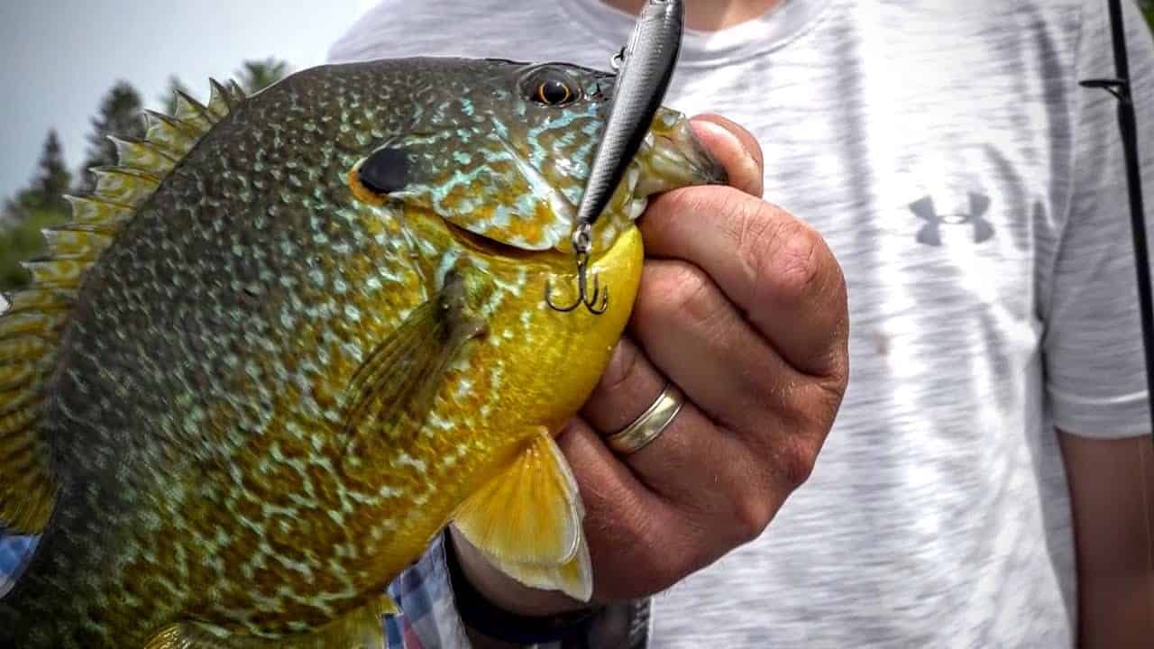 How, When and Where to Pull Crankbaits for Crappie
