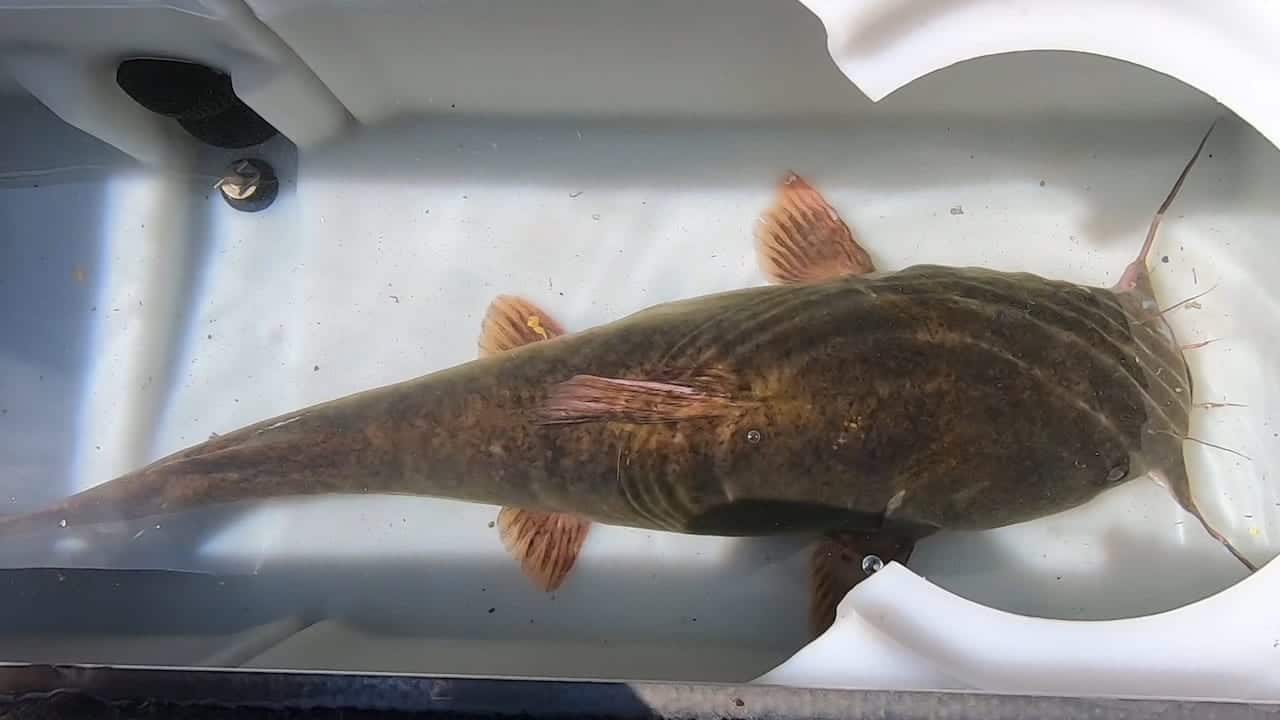 Lake Winnebago Flathead Catfish Report