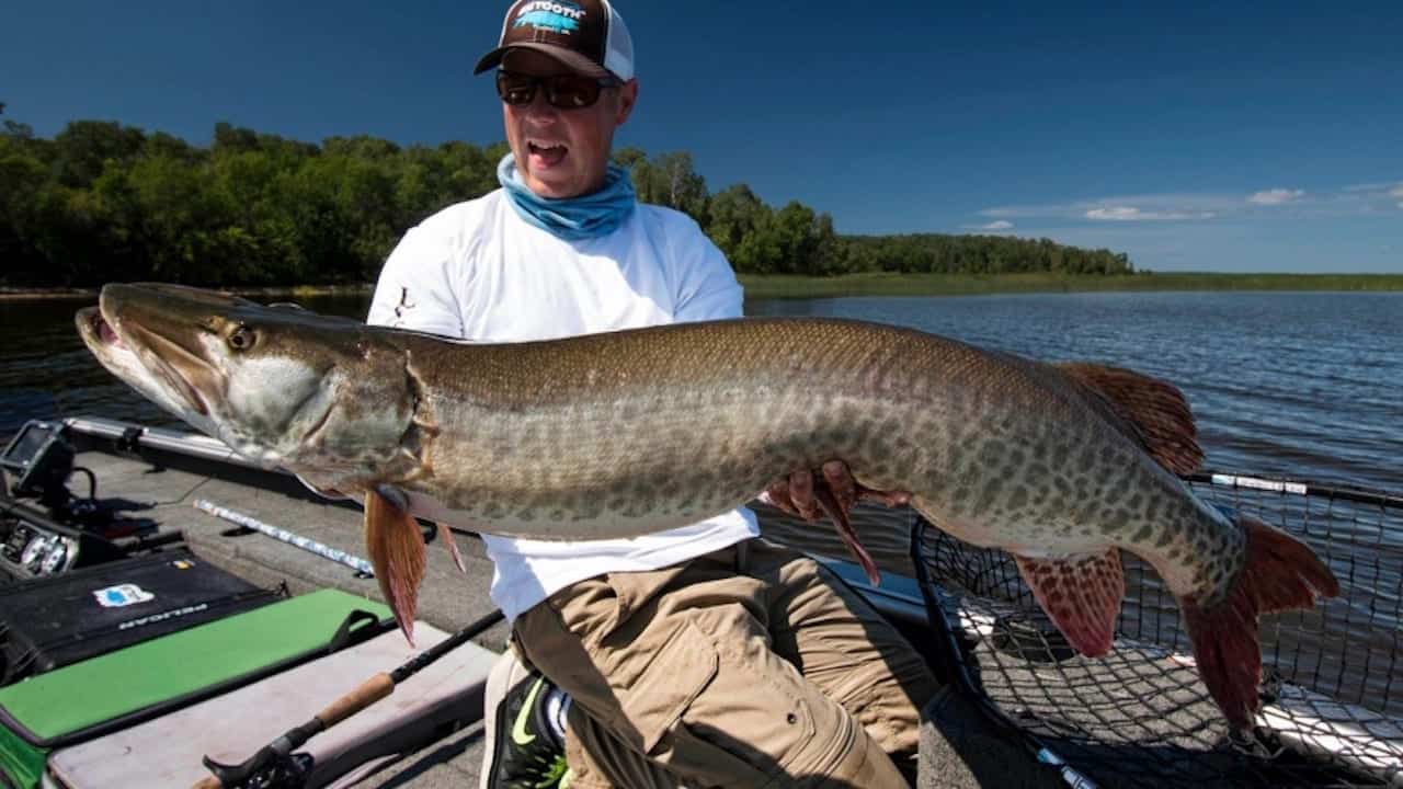 a leech lake muskie I caught this summer. had one day to get it
