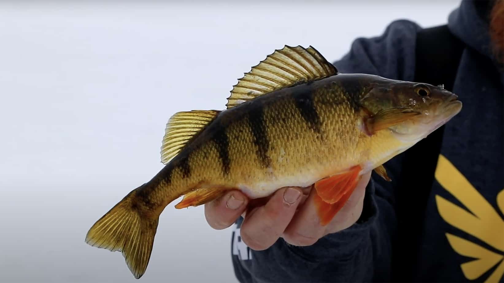 Perch Fishing Guide - Best Bait for Perch & More