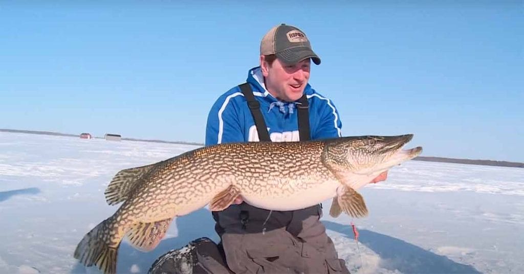 Are circle hooks a walleye's best friend? – Twin Cities