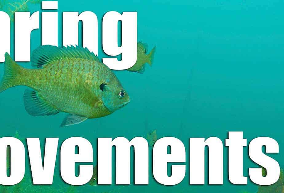 Spring Fish Movements: Walleye, Pike, Bass & Panfish AnglingBuzz