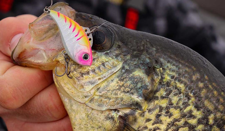 6 Best Crappie Lures Ever Made