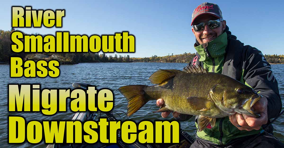 River Smallmouth Bass When They Migrate Downstream